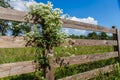 Sweet Autumn Clematis White Flowering Vine Royalty Free Stock Photo