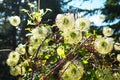 Clematis, travellers joy, virgins bower, old mans beard, leather flower, vase vine. A Polish variety. Stamens are Royalty Free Stock Photo