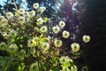 Clematis, travellers joy, virgins bower, old mans beard, leather flower, vase vine. A Polish variety. Stamens are Royalty Free Stock Photo