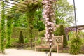 Clematis on trellis