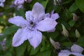 Clematis the very nice lcolorful summer flower close up Royalty Free Stock Photo