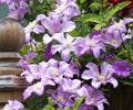 Clematis vine