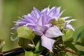 Clematis Vine Blooming and Flowering in a Garden