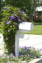 Clematis vine on a mailbox post Royalty Free Stock Photo