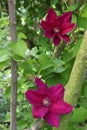 Clematis Vine With Two Large Flowers