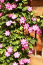 Clematis violet flowers closeup photo on country house porch background Royalty Free Stock Photo