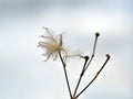 Clematis virginiana