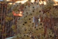 Clematis vIrginiana fluffy flowers closeup in Schoneberg Berlin Germany