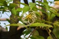 Clematis vitalba aka old man`s beard or traveller`s joy