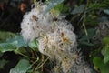 Clematis vitalba also known as old man`s beard and traveller`s joy