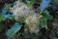 Clematis vitalba also known as old man`s beard and traveller`s joy