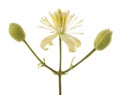 Clematis vitalba flower Royalty Free Stock Photo