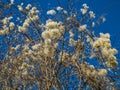 Clematis vitalba or old man`s beard and traveller`s joy, in the winter