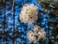 Clematis vitalba or old man`s beard and traveller`s joy, in the winter