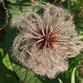 Clematis vitalba seed The silky appendages of the fruits Royalty Free Stock Photo