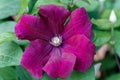 Clematis viticella Carmencita purple flower in the garden design