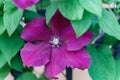 Clematis viticella Carmencita purple flower in the garden design