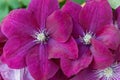 Clematis viticella Carmencita purple flower in the garden design