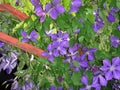 Clematis viticella climber in bloom