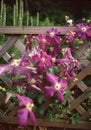 Clematis Viticella `Etoile Violette` climbing the fence