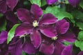 Clematis viticella Etoile violette purple flowers in summer garden closeup Royalty Free Stock Photo