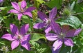 Clematis viticella Italian leather flower