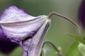 Clematis viticella, Italian leather flower, Purple clematis