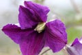 Clematis viticella, Italian leather flower, Purple clematis