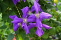 Clematis viticella (Polish Spirit) purple flower in the garden