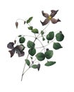 Clematis viticella | Redoute Flower Illustrations