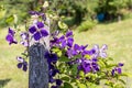 Clematis x jackmanii