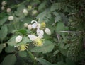 Clematus flowers and acacia thorns in the field Royalty Free Stock Photo
