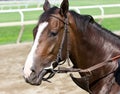 A Striking White Blaze on the Backstretch at Saratoga