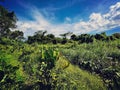 Clementi forest and shrubland Royalty Free Stock Photo