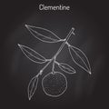 Clementine Citrus clementina , citrus fruit