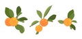 Clementine tangerine mandarin ripe orange citrus organic juicy fruit on branch green leaves. Vector design element.