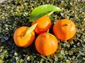 Clementines fruits on a green background