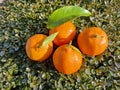 Clementines fruits on a green background