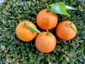 Clementines fruits on a green background