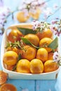 Clementines in wooden box