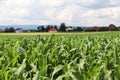 Clementing corn. Maturation of the future harvest. Agrarian sector of the agricultural industry. Plant farm. Growing of cereal cro