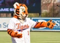 The Clemson Tiger Mascot at Fluor Field Prior to the Clemson University of South Carolina Men\'s Baseball