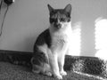 Cleo cat calico black and white photo