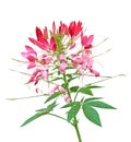 Cleome Flower Royalty Free Stock Photo