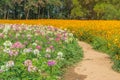 Cleome flower Cleome hassleriana or spider flower in beautiful garden Royalty Free Stock Photo