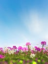 Cleome flower Cleome hassleriana or spider flowers Royalty Free Stock Photo