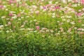 Cleome flower Cleome hassleriana ,spider flowers Royalty Free Stock Photo