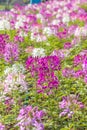 Cleome flower Royalty Free Stock Photo