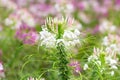 Cleome flower or Spider flower Royalty Free Stock Photo