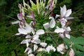 Cleome in the garden, close-up. Royalty Free Stock Photo